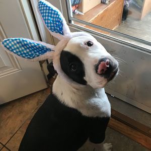 Meet your Posher, Nadine